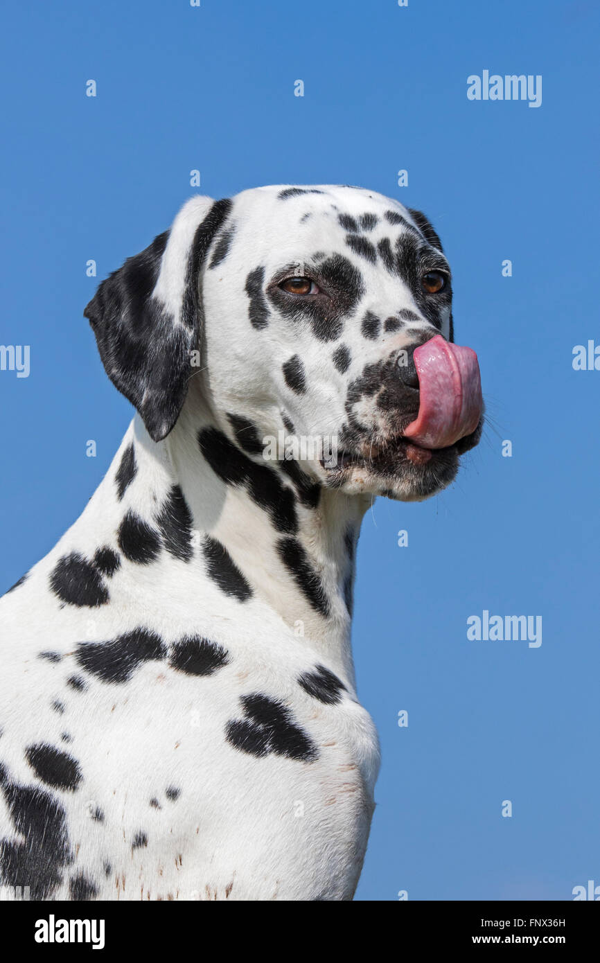 Close Up retrato de perro dálmata / transporte / spotted coach perro lame la nariz con la lengua grande Foto de stock