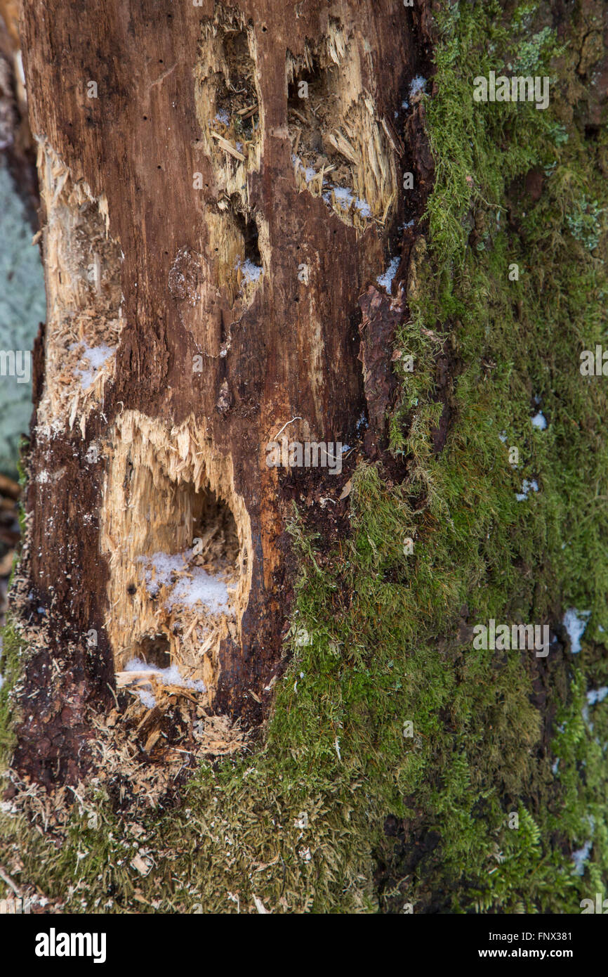 Varios agujeros en el tronco del árbol martilló de pájaro carpintero en busca de larvas en la madera muerta en el bosque Foto de stock