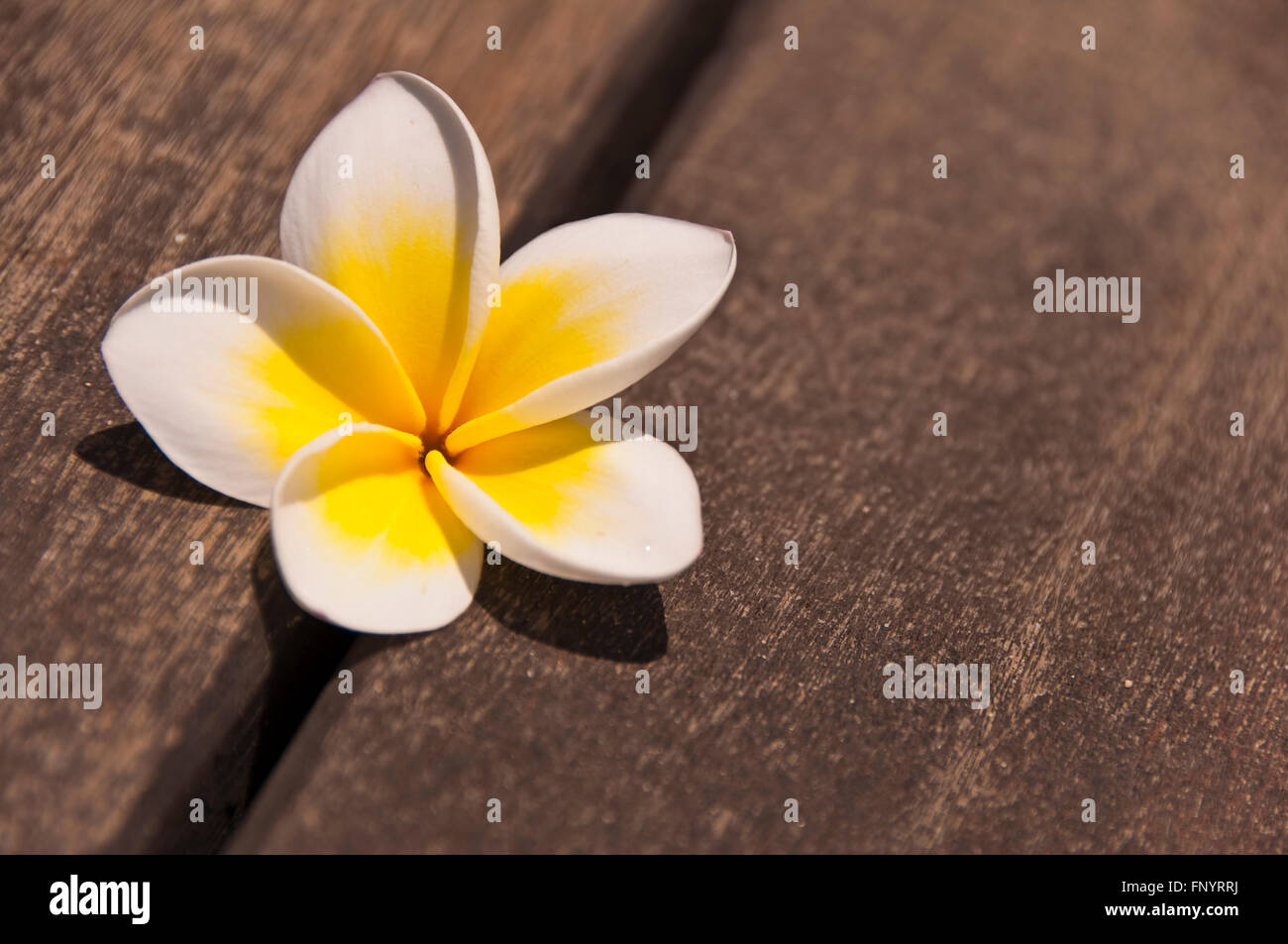 Flor de plumeria antecedentes sobre un piso de madera Foto de stock