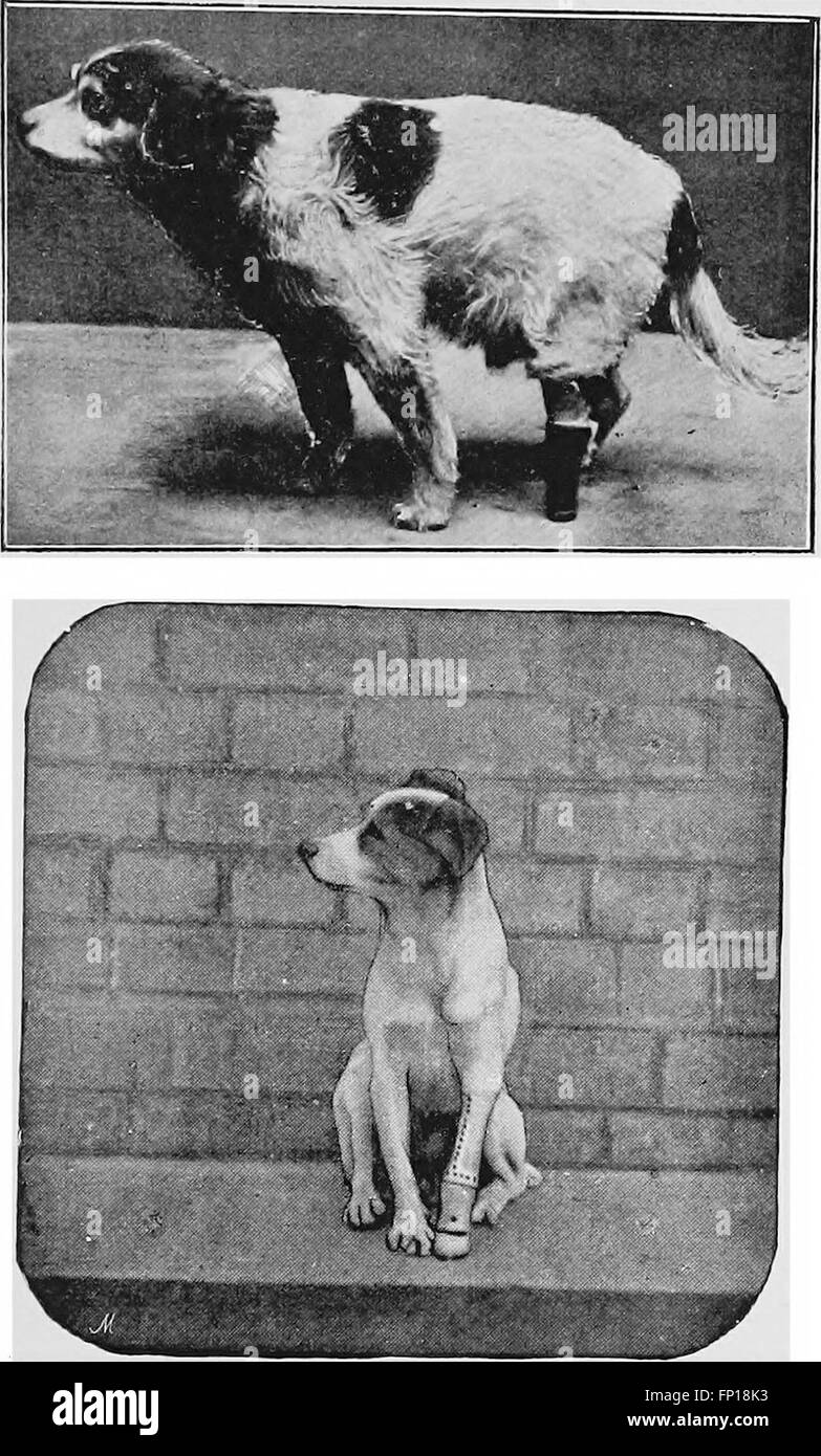 Cirugía canina y felina (1900) Foto de stock