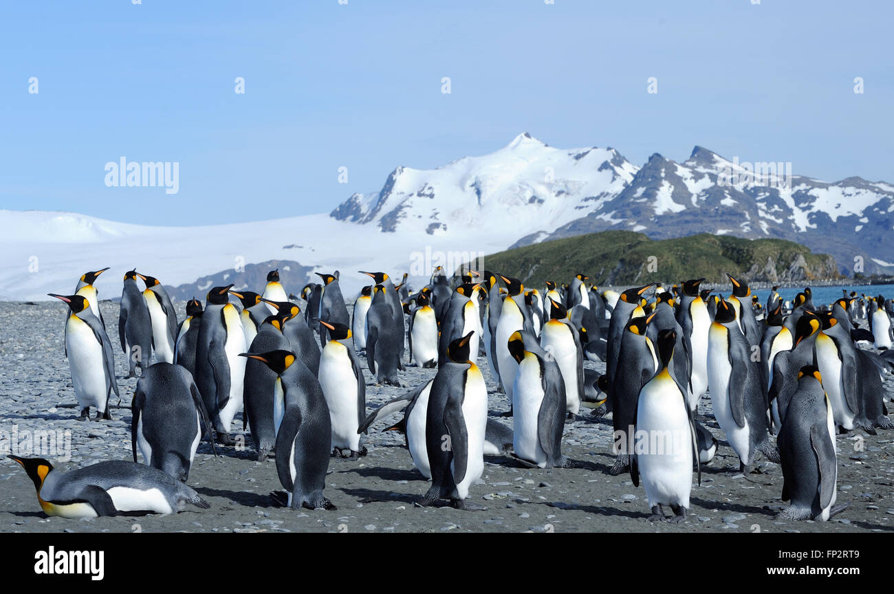 Pingüinos rey (Aptenodytes patagonicus) en la playa cerca de su colonia de anidación. La llanura de Salisbury, Bahía de Islas Georgia del Sur. Foto de stock