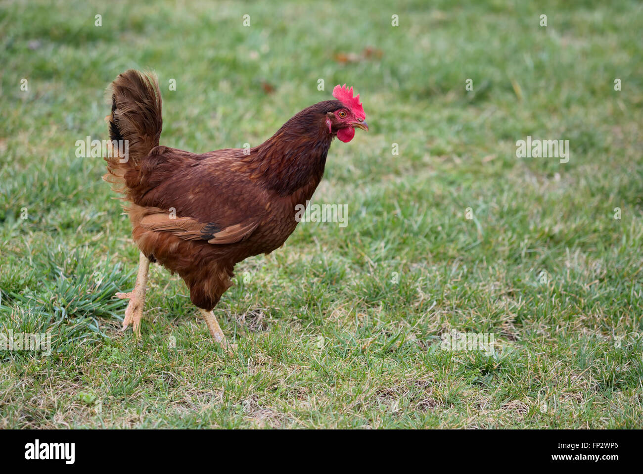 Rhode Island Red Chicken caminar en pasto Foto de stock