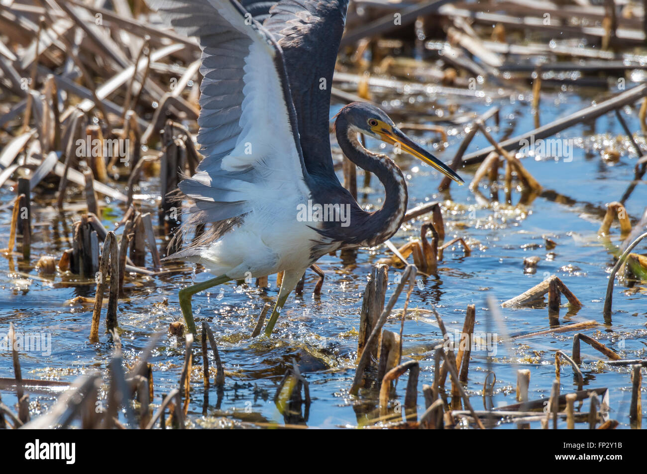 Tri color Heron la alimentación activa en Marsh cañas Foto de stock