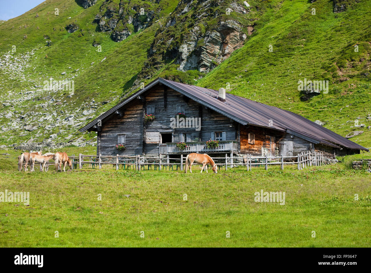 Caballos Haflinger delante del refugio de montaña en la pastura, Sintersbach Hochalm pastos, Alpes de Kitzbühel, Tirol, Austria Foto de stock