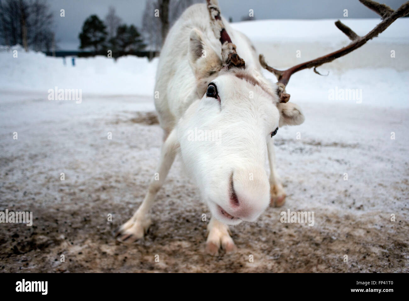 Renos en Rovaniemi, Laponia, Finlandia. El reno es un icono de la Laponia finlandesa, y existe una buena razón para ello: el número Foto de stock