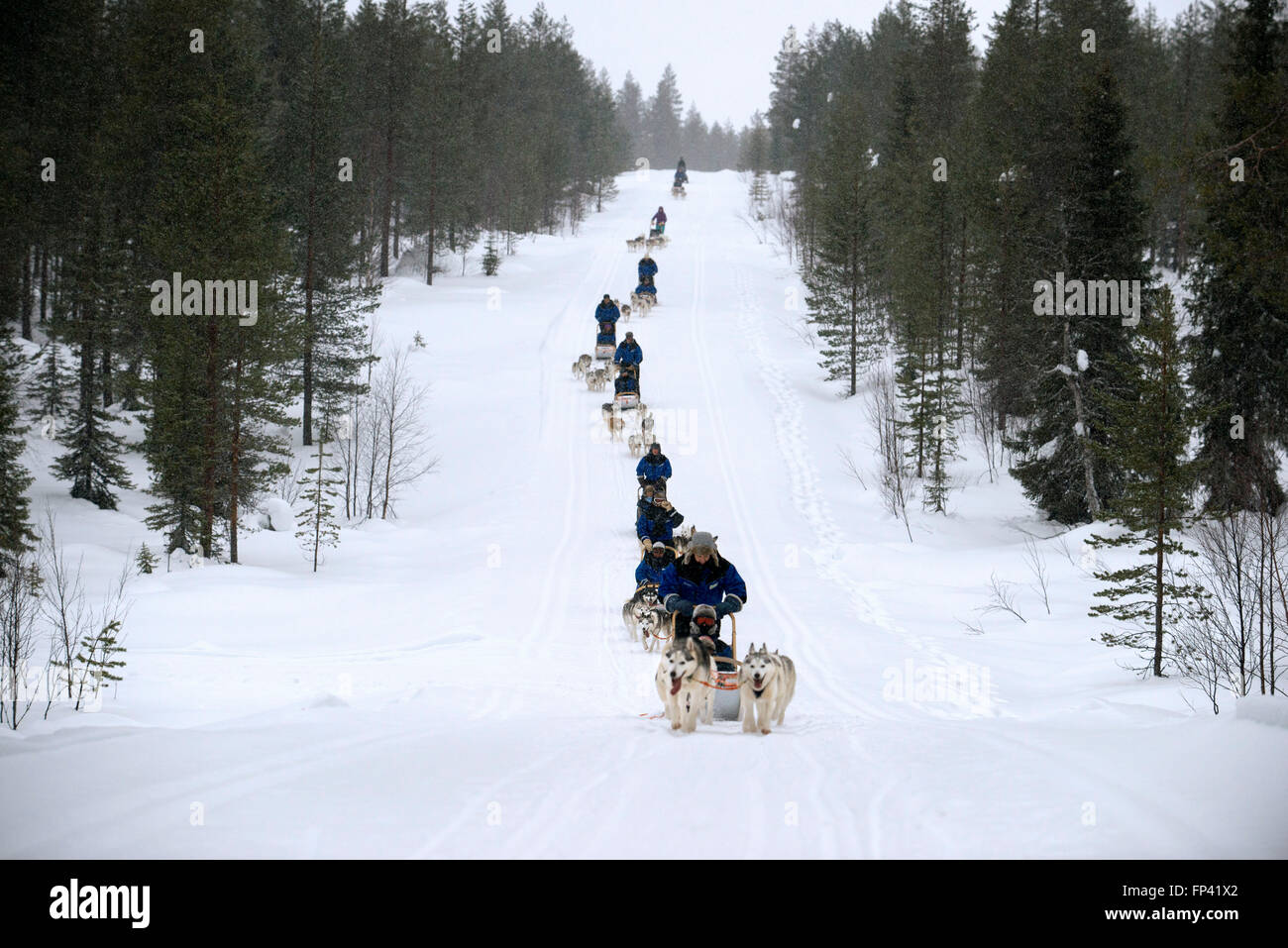 Salla husky safari. En Laponia, Finlandia. Antes del safari nuestro guía le dará una lección de conducción y decirles cómo manejar el Foto de stock