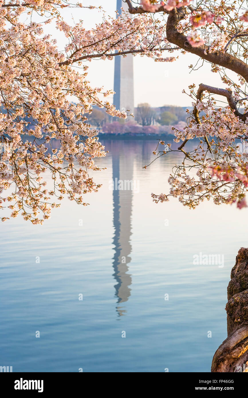 Washington DC Washington Monument reflejándose en el agua de la Cuenca Tidal, en un día tranquilo. Festival Nacional de las Flores de Cerezo. Foto de stock