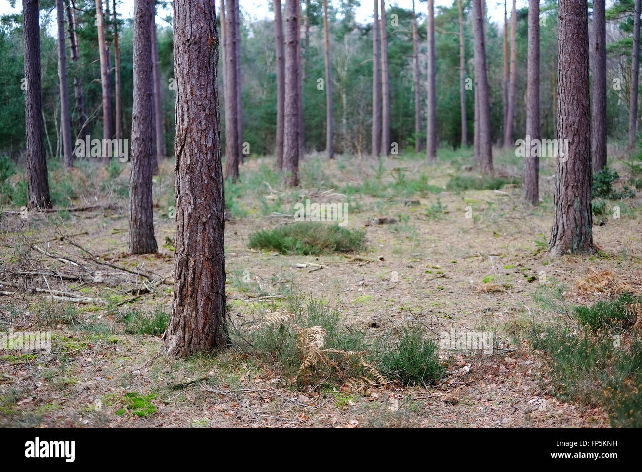Bosques de coníferas en Ufton Nervet, Berkshire, Inglaterra, Reino Unido, Europa. Foto de stock