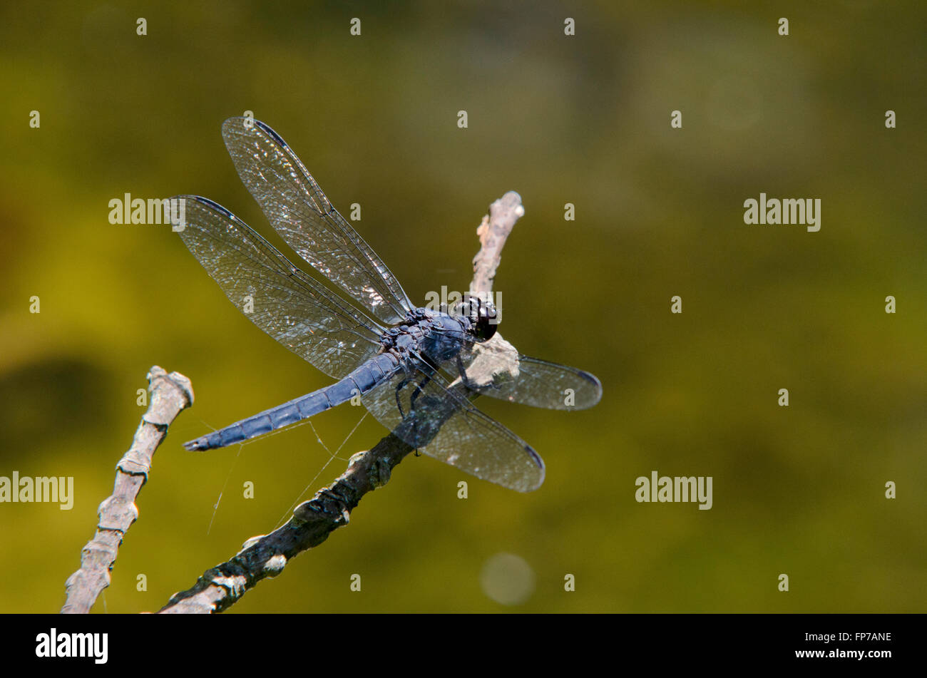 Gran libélula azul transparente con alas sentado en palo sobre el estanque. Foto de stock