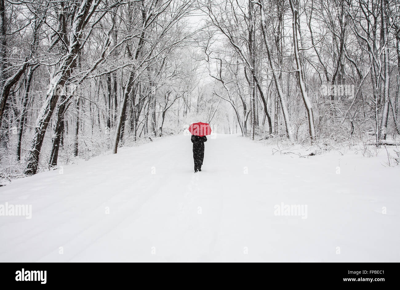 Una Mujer Joven Que Lleva Calcetines Rojos Y Botas De Invierno Están  Caminando En El Páramo En La Niebla Cerca De Algunas Vacas Fotos, retratos,  imágenes y fotografía de archivo libres de