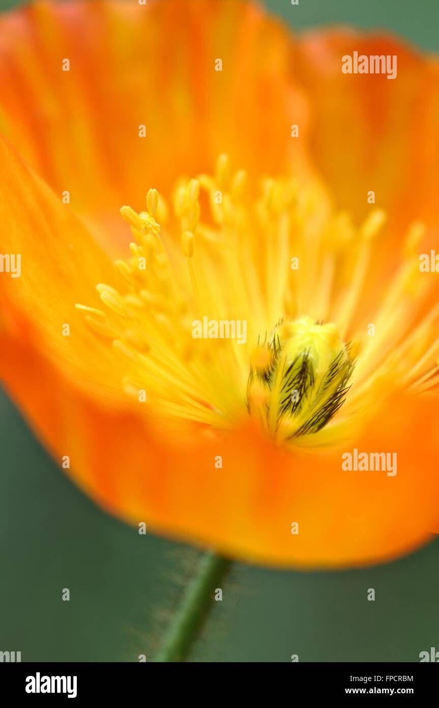 Flor de Amapola naranja Foto de stock