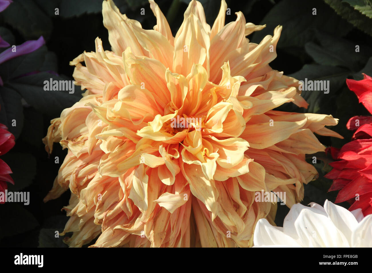 Dahlia giant peach fotografías e imágenes de alta resolución - Alamy