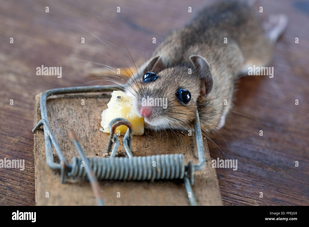 Ratón de madera o de larga cola de ratón de campo (Apodemus sylvaticus). Atrapado, humaely muertas, en una trampa de resorte. Puede ser una plaga en greenhou Foto de stock