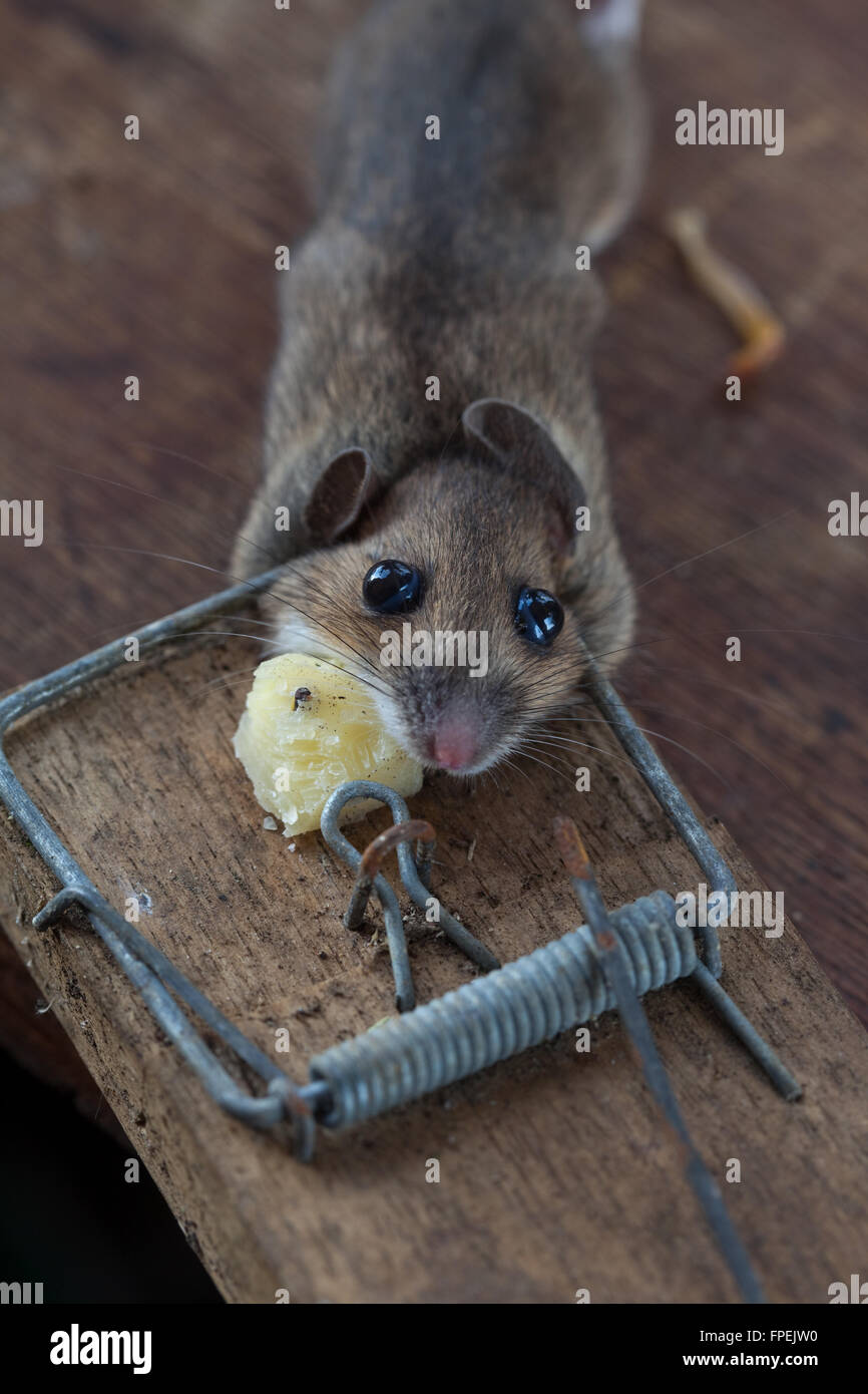 Ratón de madera o de larga cola de ratón de campo (Apodemus sylvaticus). Atrapado, humaely muertas, en una trampa de resorte. Puede ser una plaga en greenhou Foto de stock