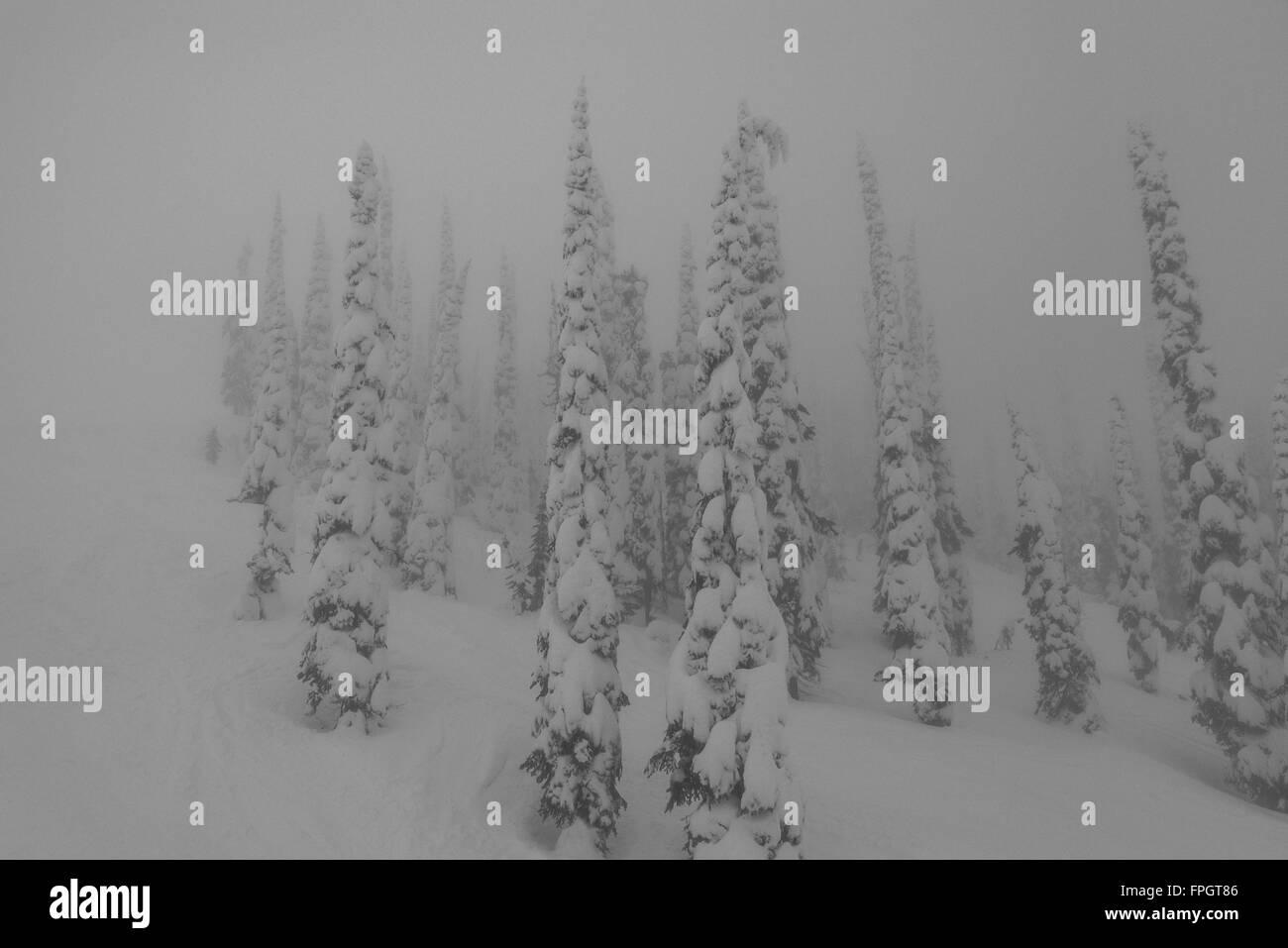 Los árboles en la niebla @ estación de esquí de Whitewater, Canadá Foto de stock