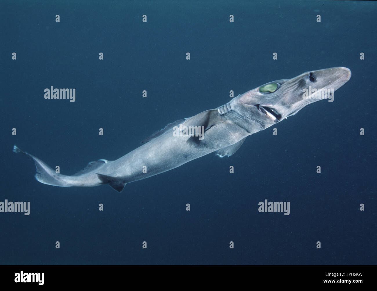 Brier tiburón (Deania calcea) Foto de stock