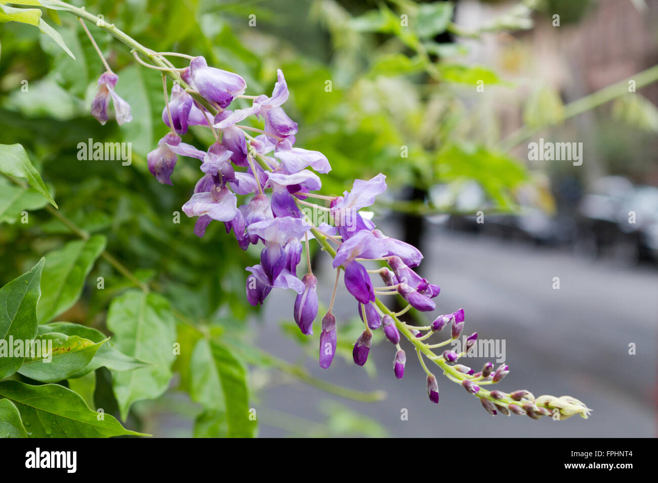Flores púrpura de cerca con la ciudad de fondo Foto de stock