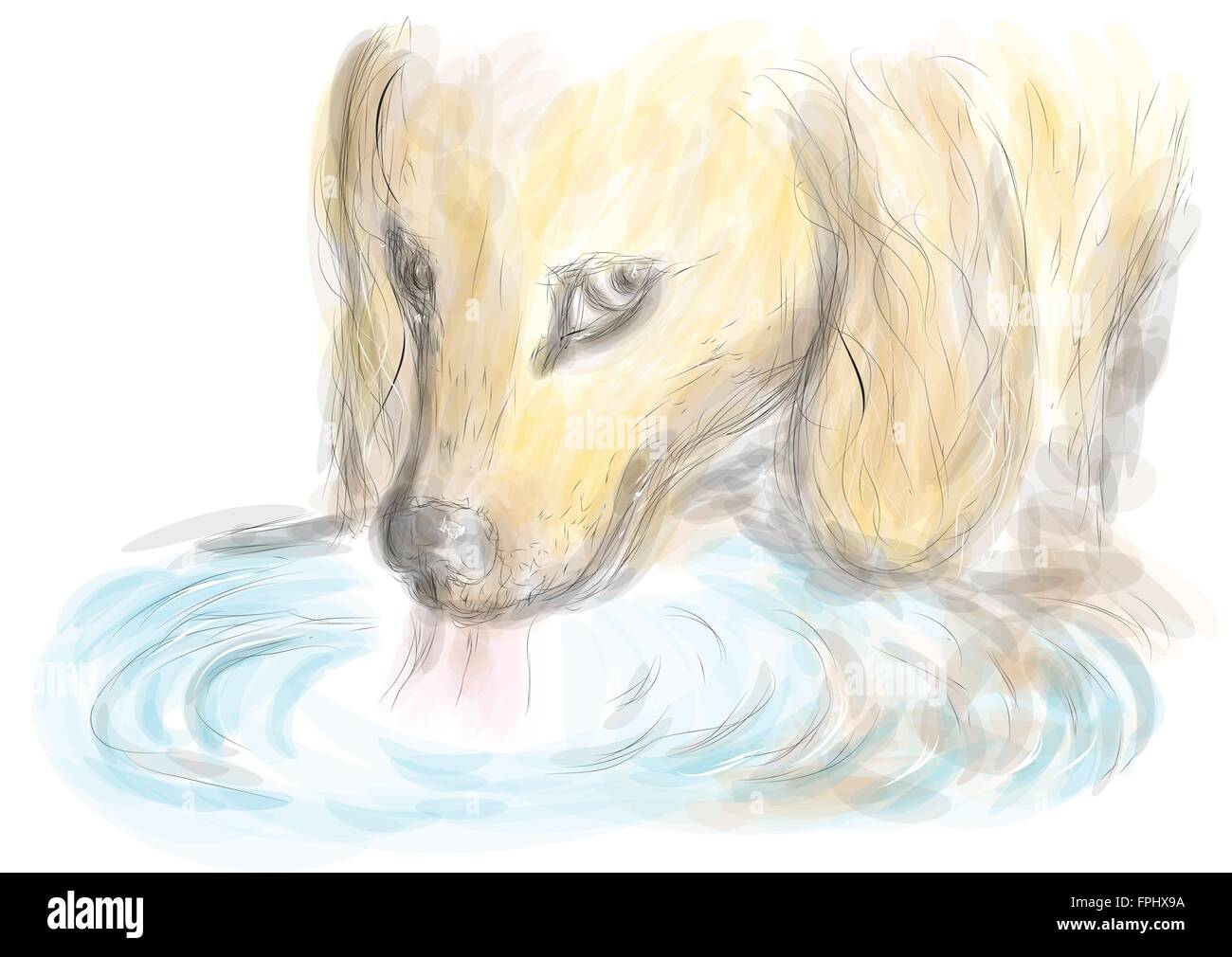 Perro bebiendo agua Imágenes vectoriales de stock - Alamy