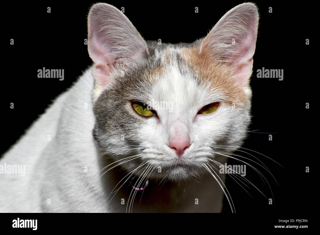 Largo pelaje calicó Gato (Felis catus) retrato Foto de stock