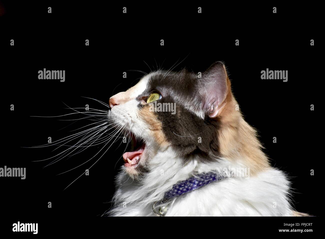 Largo pelaje calicó Gato (Felis catus) retrato Foto de stock