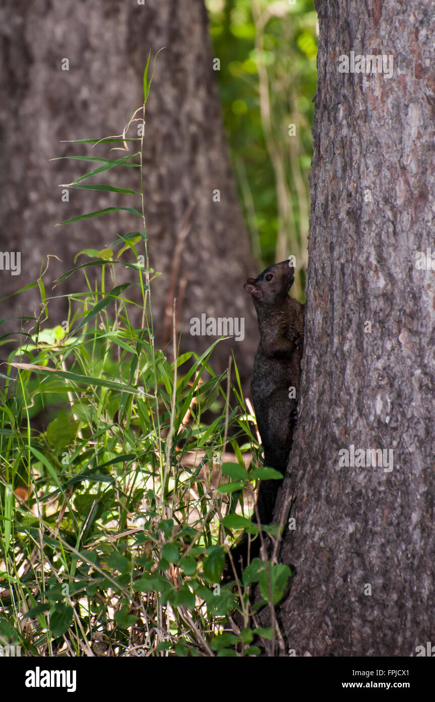 Vadnais Heights, Minnesota. Negro, ardilla Sciurus carolinensis. Foto de stock