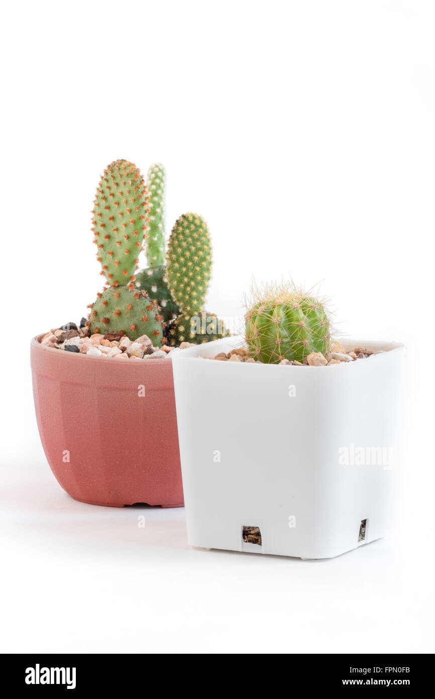 Bebé adorable cactus en macetas aisladas sobre fondo blanco Fotografía de  stock - Alamy