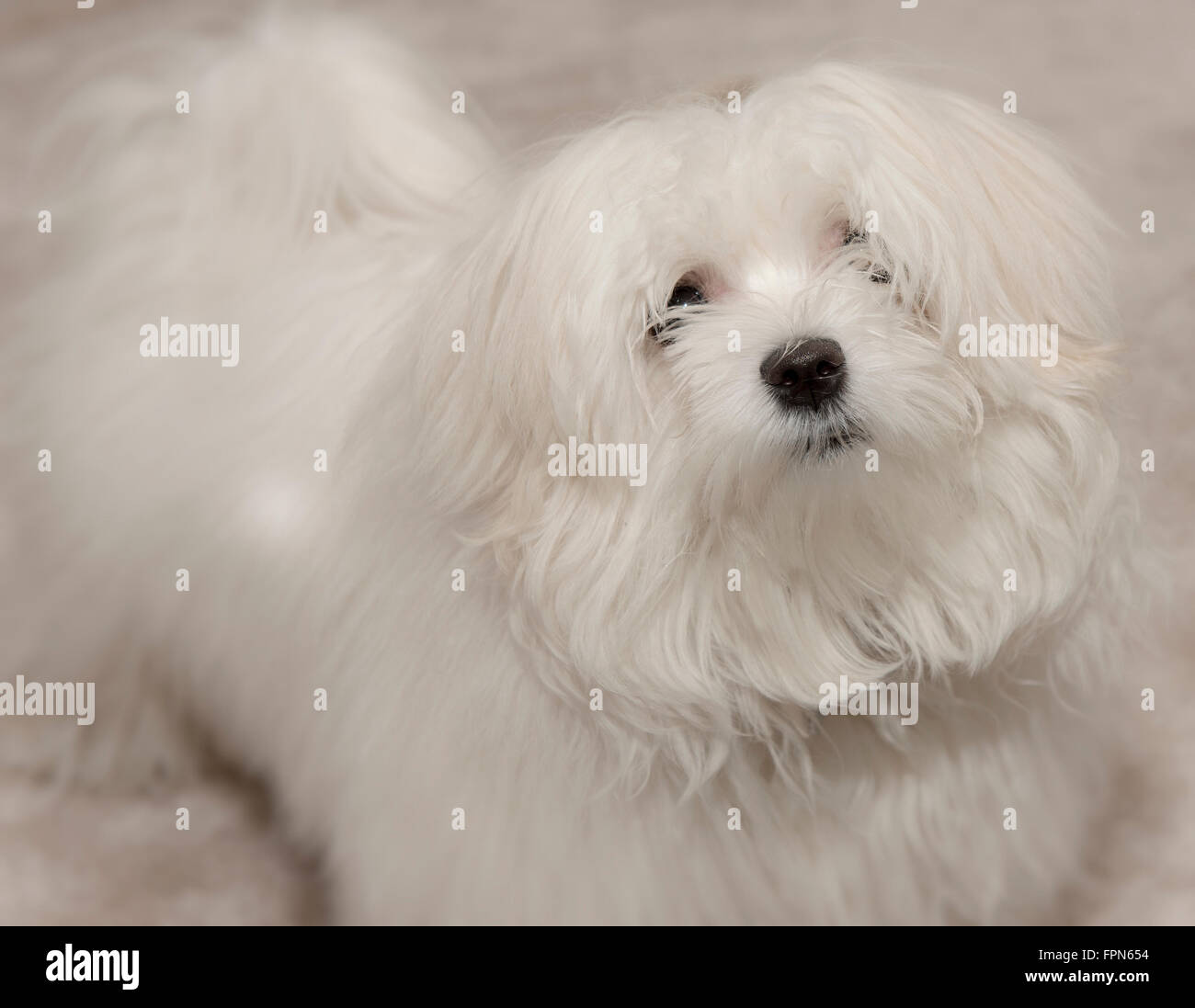 Joven maltesa Pedigree perro mirando hacia arriba con una expresión expectante y alerta Foto de stock
