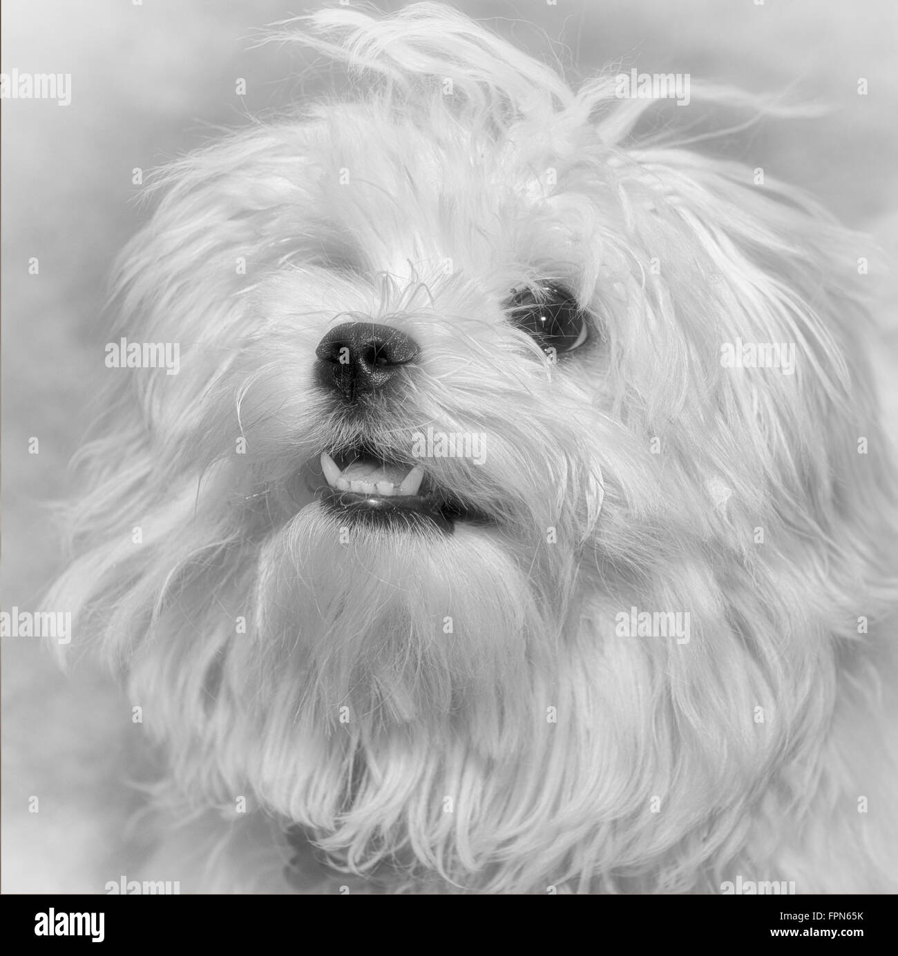 Retrato en blanco y negro de un joven Pedigree perro maltés alerta y expectante. Foto de stock