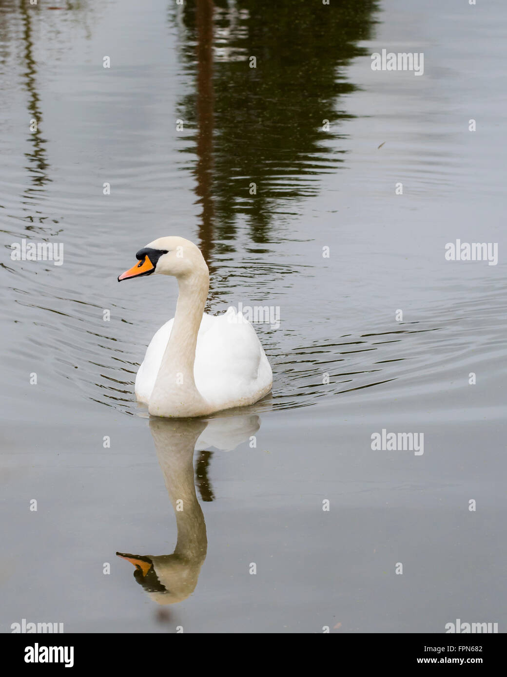 Solo cisne nadando en un canal, en el norte de Inglaterra, con una reflexión de la cabeza y el cuello en el espejo como superficie de agua Foto de stock