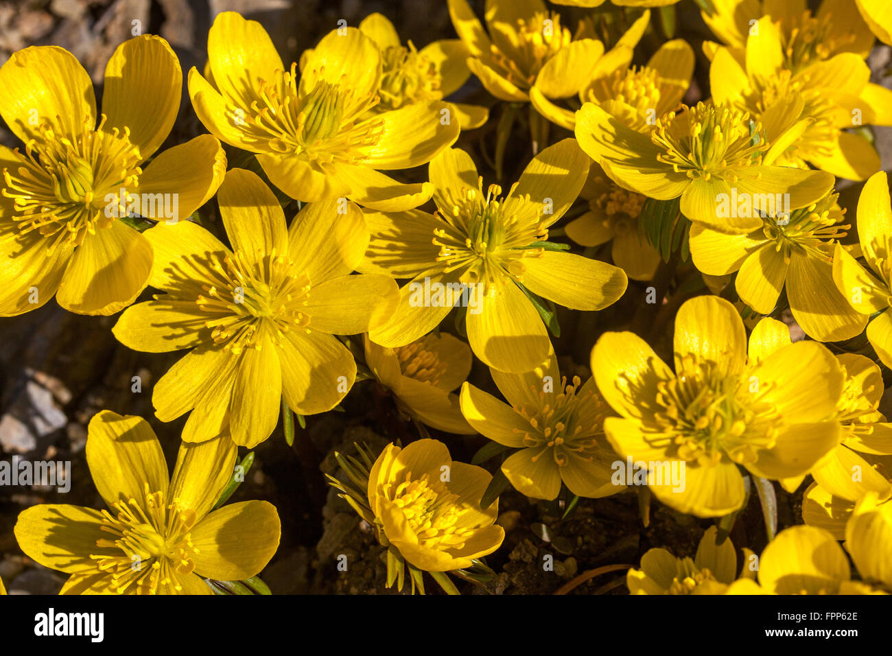 Aconita de invierno floreciendo, Eranthis hyemalis Cilica Foto de stock