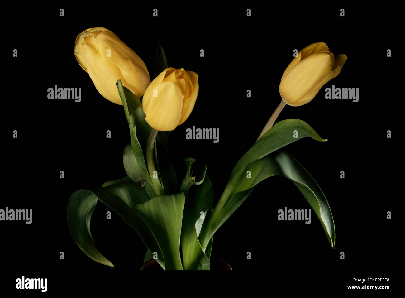 Tulipanes amarillos, still life, fondo negro, bella, fina, brillo de luz Foto de stock