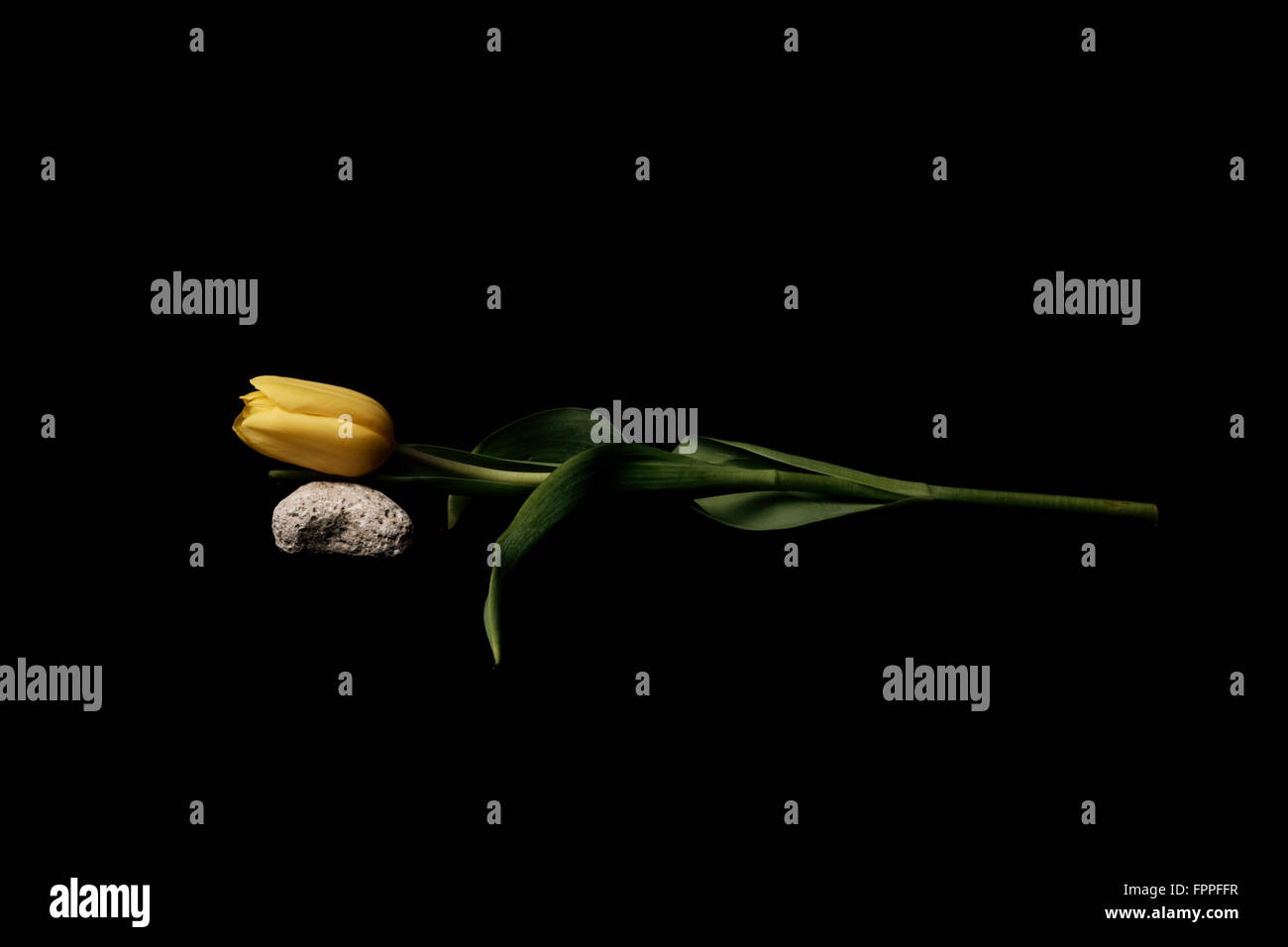 Solo tulipán amarillo con una roca y fondo negro, still life Foto de stock