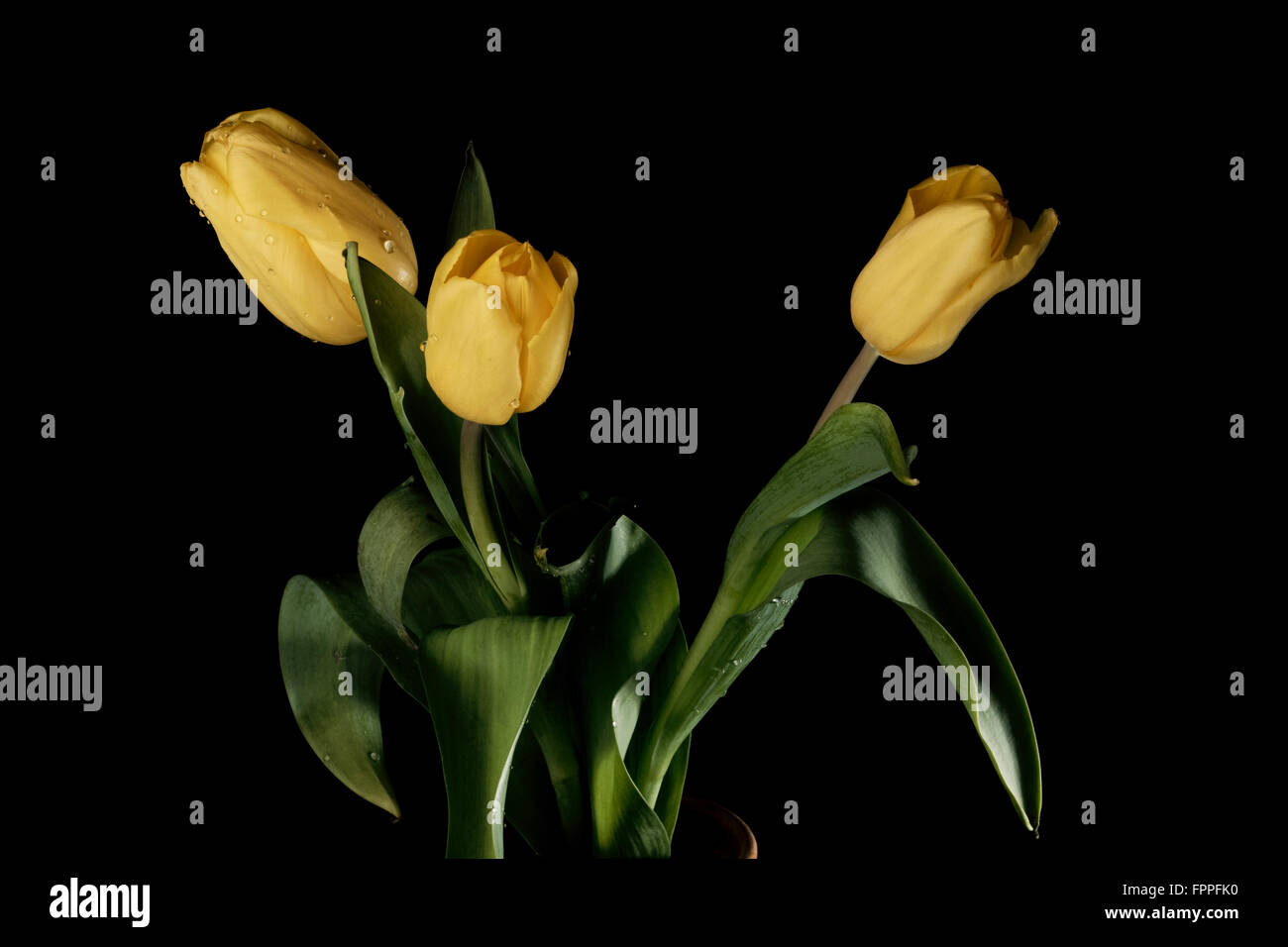 Tulipanes amarillos, still life, fondo negro Foto de stock