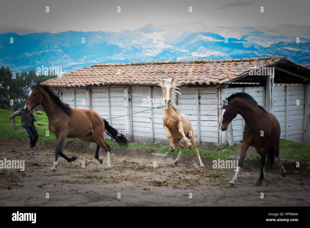 Tres hermosos caballos Foto de stock
