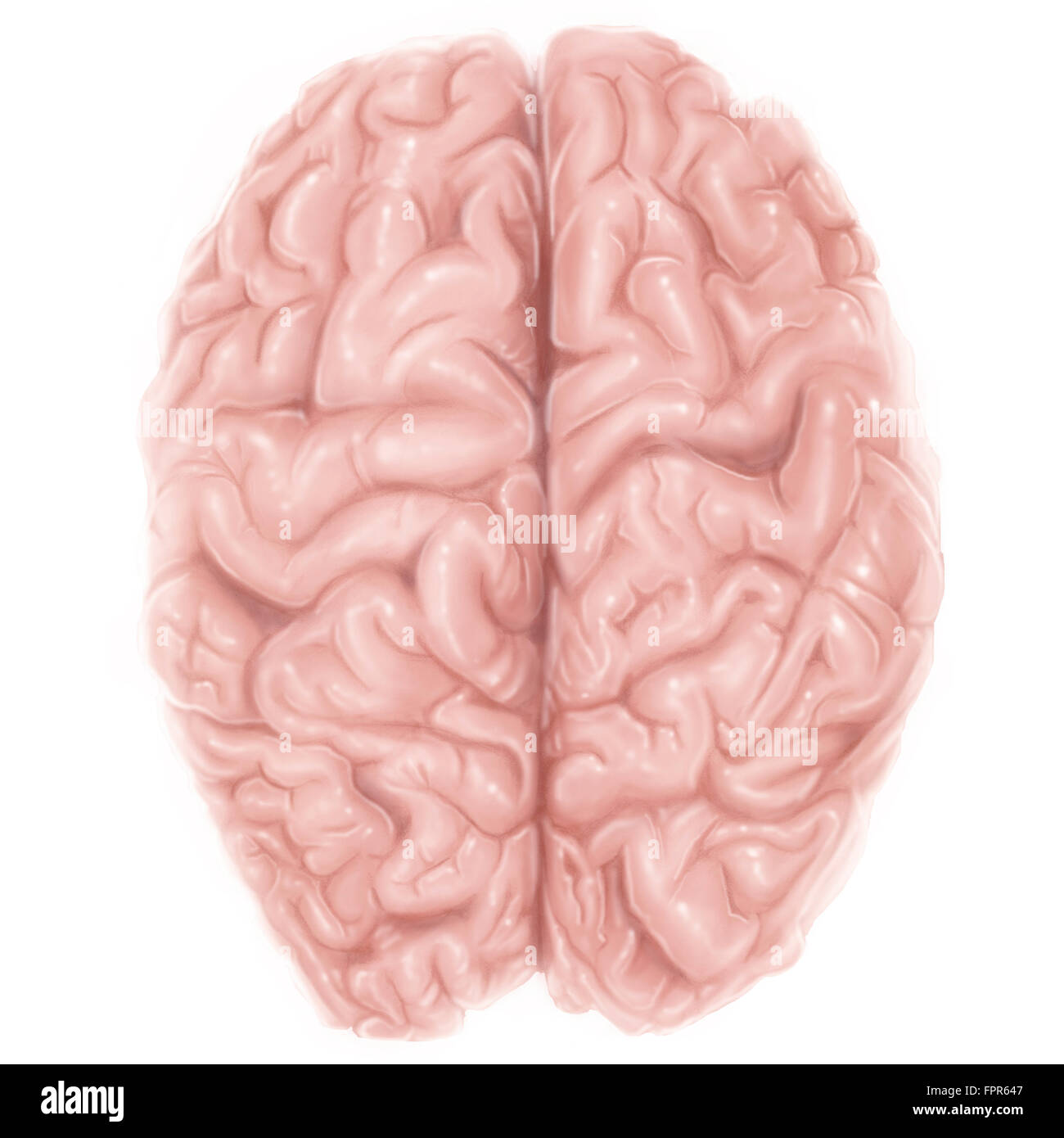 Vista superior del cerebro humano. Foto de stock