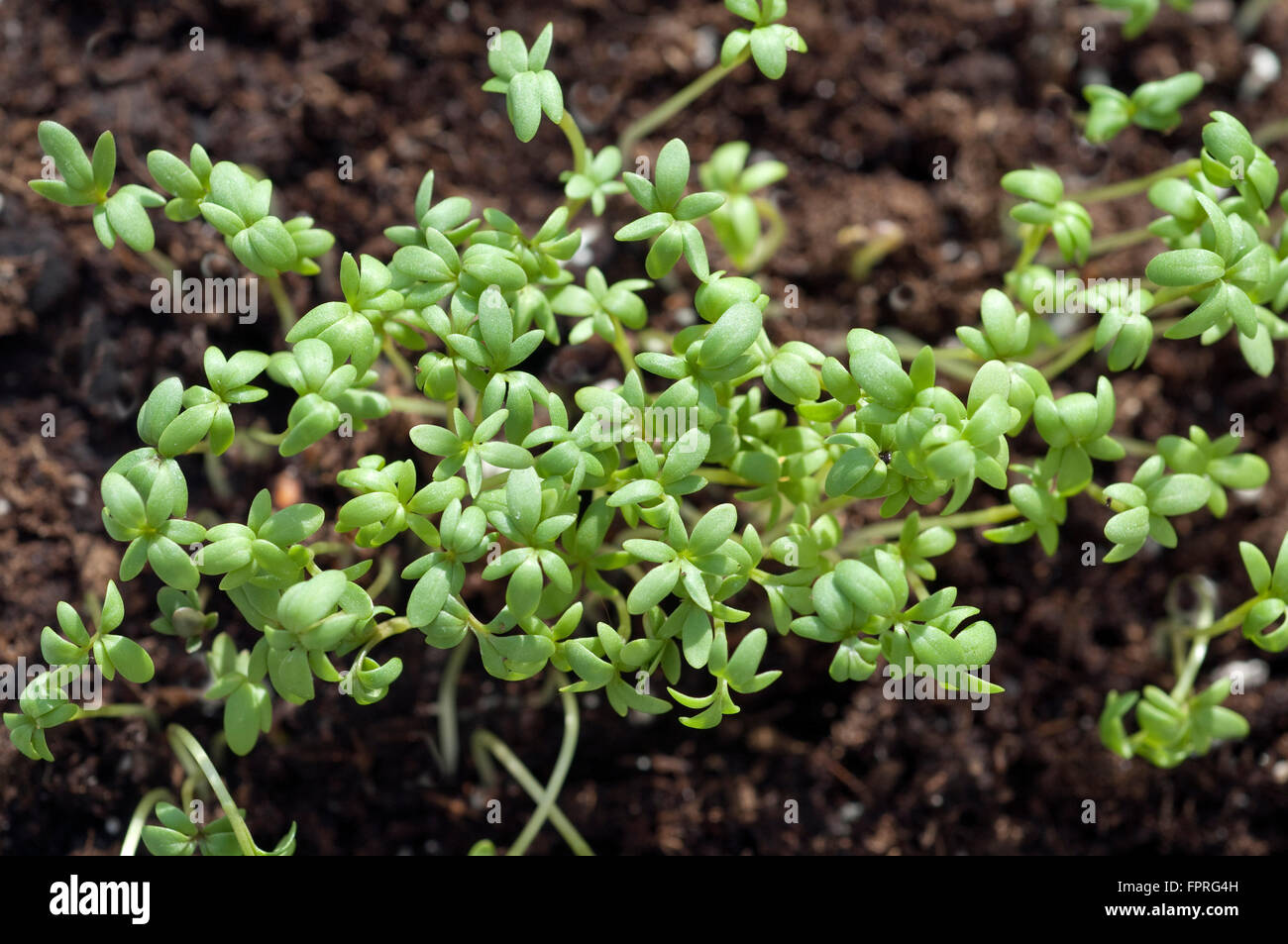 Gartenkresse; Lepidium sativum Foto de stock