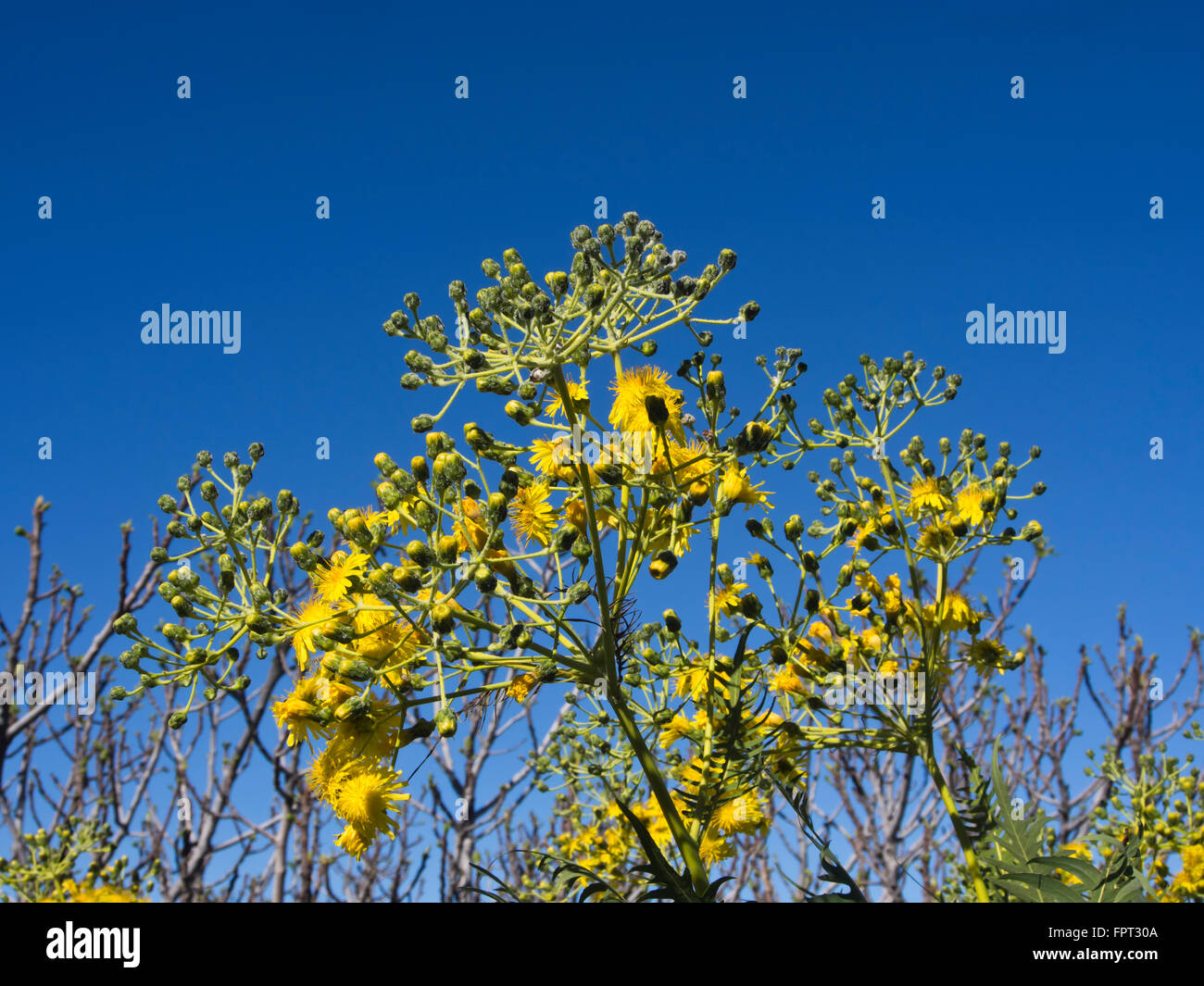 Sonchus canariensis, Jaramago árbol endémico de las Islas Canarias, de  flores amarillas y las yemas contra el cielo de color azul oscuro  Fotografía de stock - Alamy