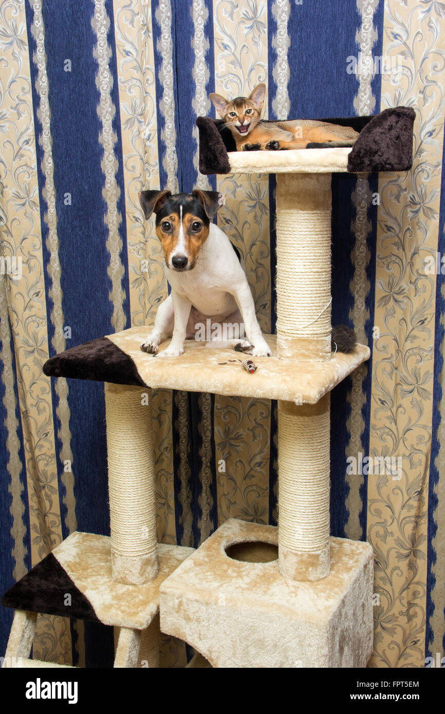 Gatitos abisinio y Jack Russell terrier en un cat columpios Fotografía de  stock - Alamy
