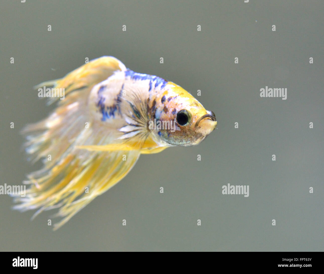 Crown Cola macho Betta Splendens pez luchador siamés Foto de stock