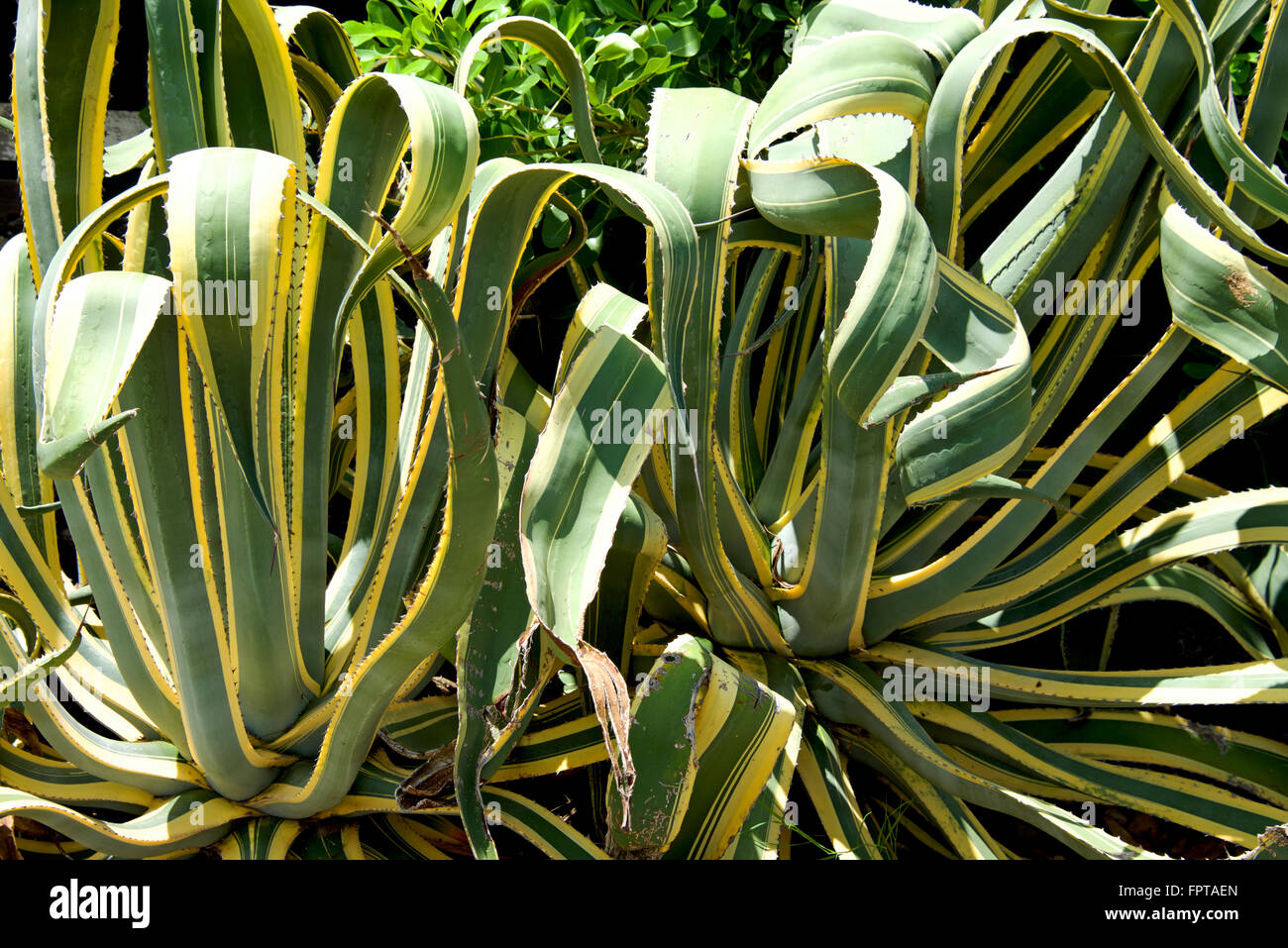 Plantas Suculentas Agave verde brillante y de color amarillo. Foto de stock