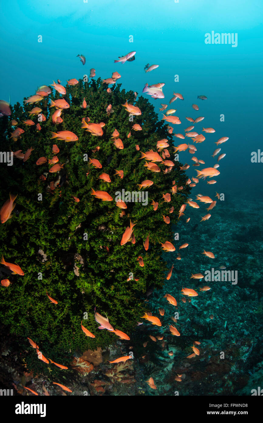 Coloridos peces de los arrecifes (Anthias) nadar en una fuerte corriente sobre un arrecife en Indonesia. Esta región tropical, dentro del triángulo de Coral, yo Foto de stock