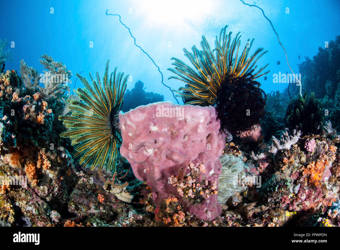 Crinoideos se aferran a una esponja grande sobre un arrecife de coral sanos, cerca de la isla de Sulawesi, Indonesia. Esta hermosa región tropical Foto de stock