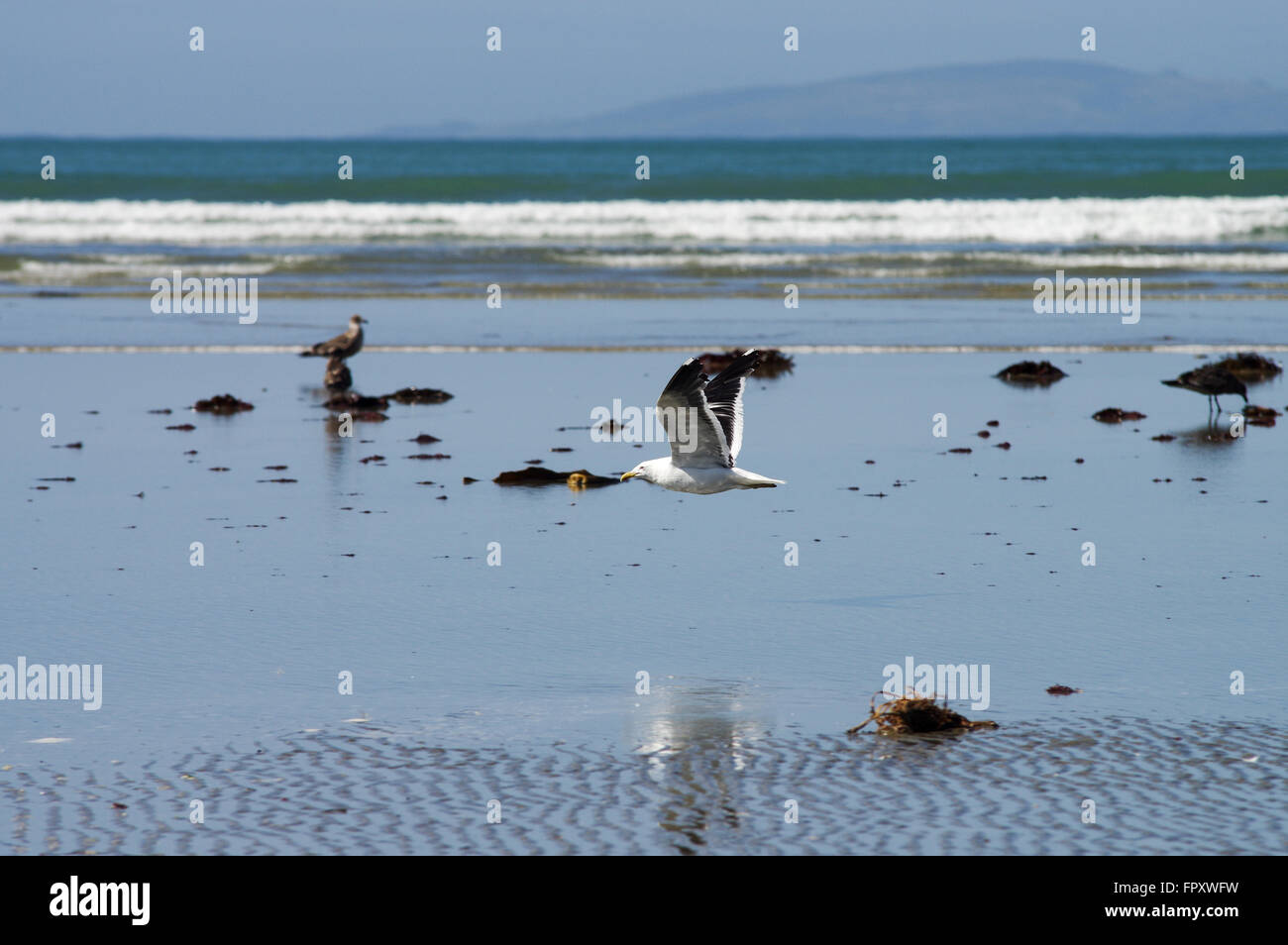 Birdlife en marea baja - Riverton, Nueva Zelanda Foto de stock