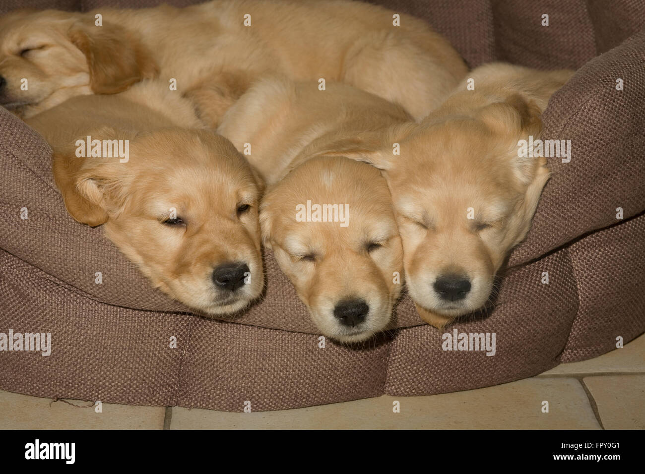 Sleepy golden retriever cachorros en cesta blanda Foto de stock