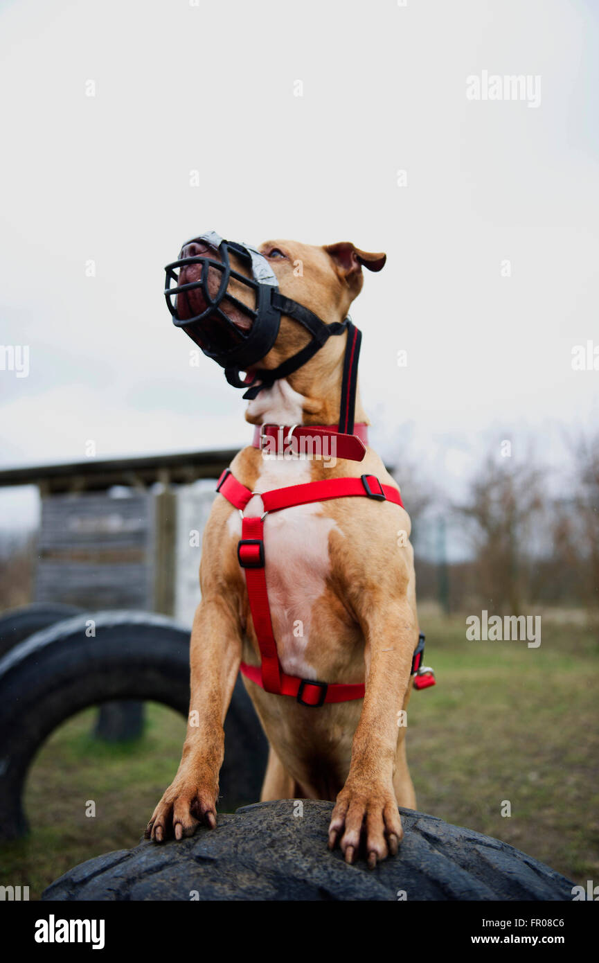 Berlín, Alemania. 4 Feb, 2016. Shrek perro enumerados en el entrenamiento  del refugio de animales en Berlín, Alemania, el 4 de febrero de 2016.  Siendo un Stafford Terrier híbrido, Shrek es uno