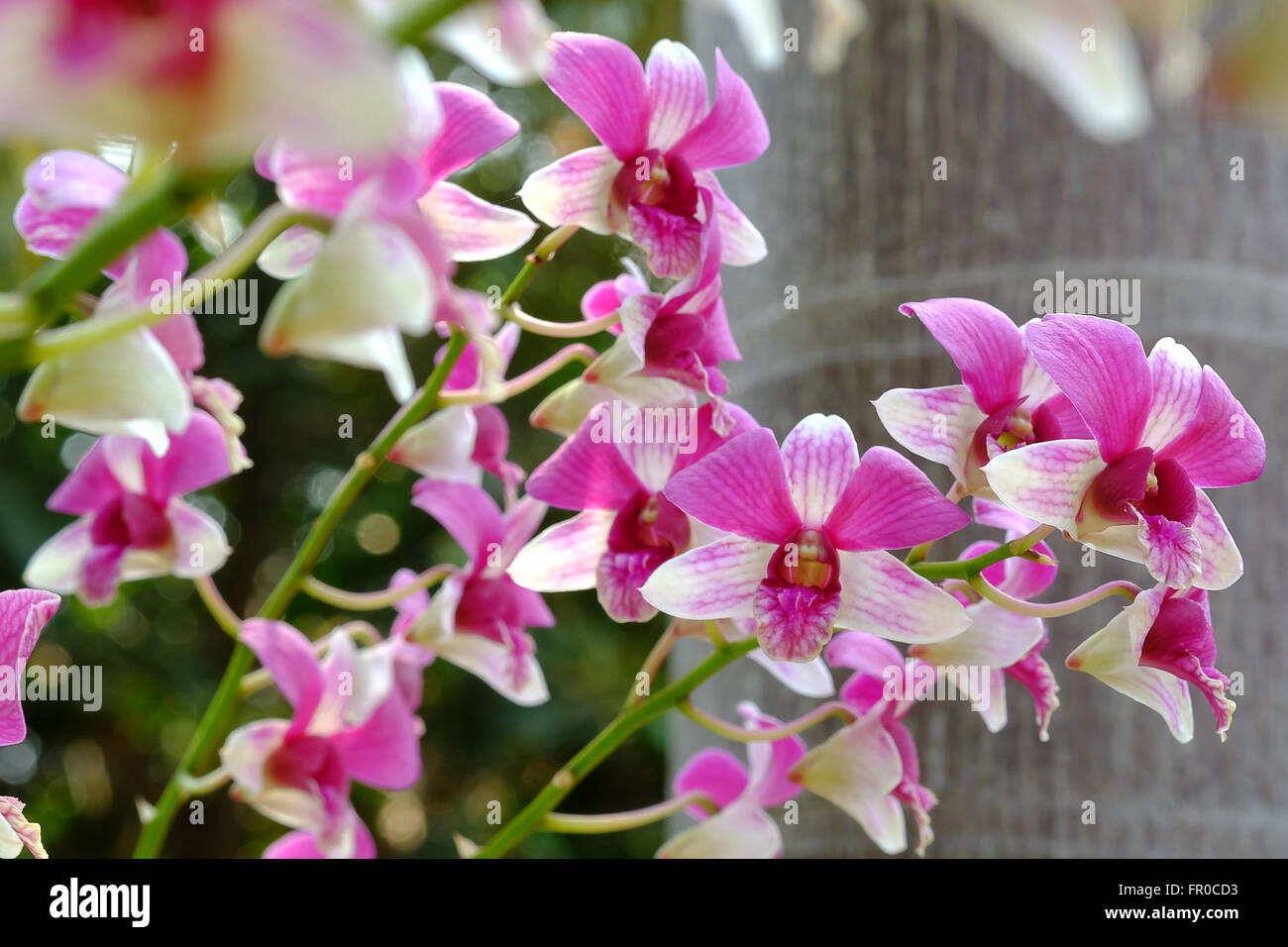 Las orquídeas en la naturaleza Fotografía de stock - Alamy