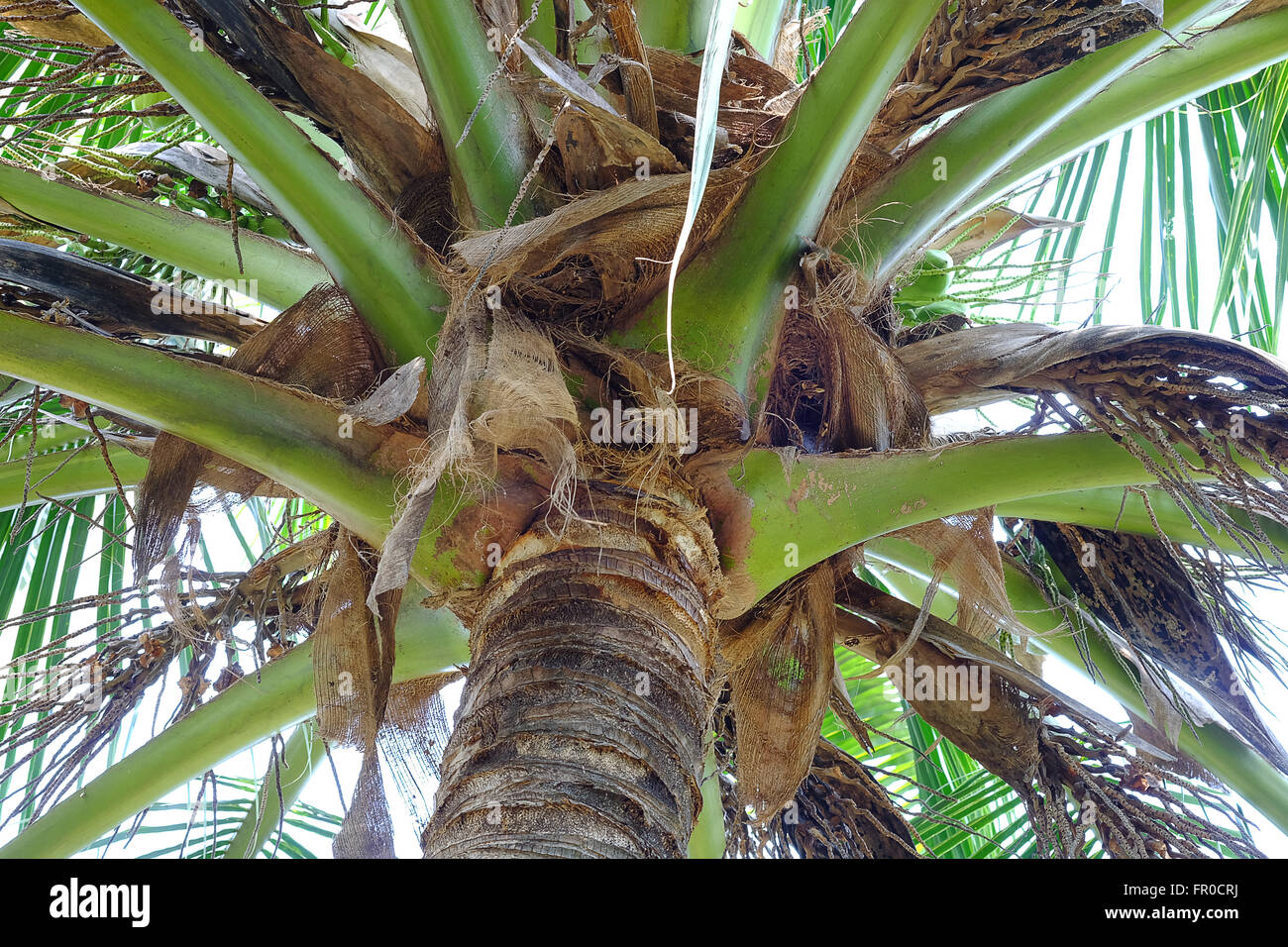 Una imagen cercana cocos colgando de un árbol de palmera organizado por hojas al día Foto de stock
