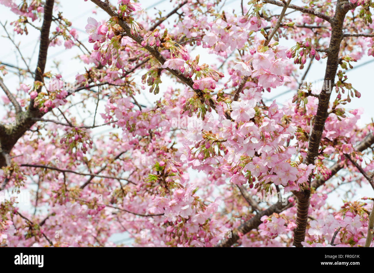 Hermosa rosa ver cerezos en flor (Sakura) flor en plena floración en Japón Foto de stock
