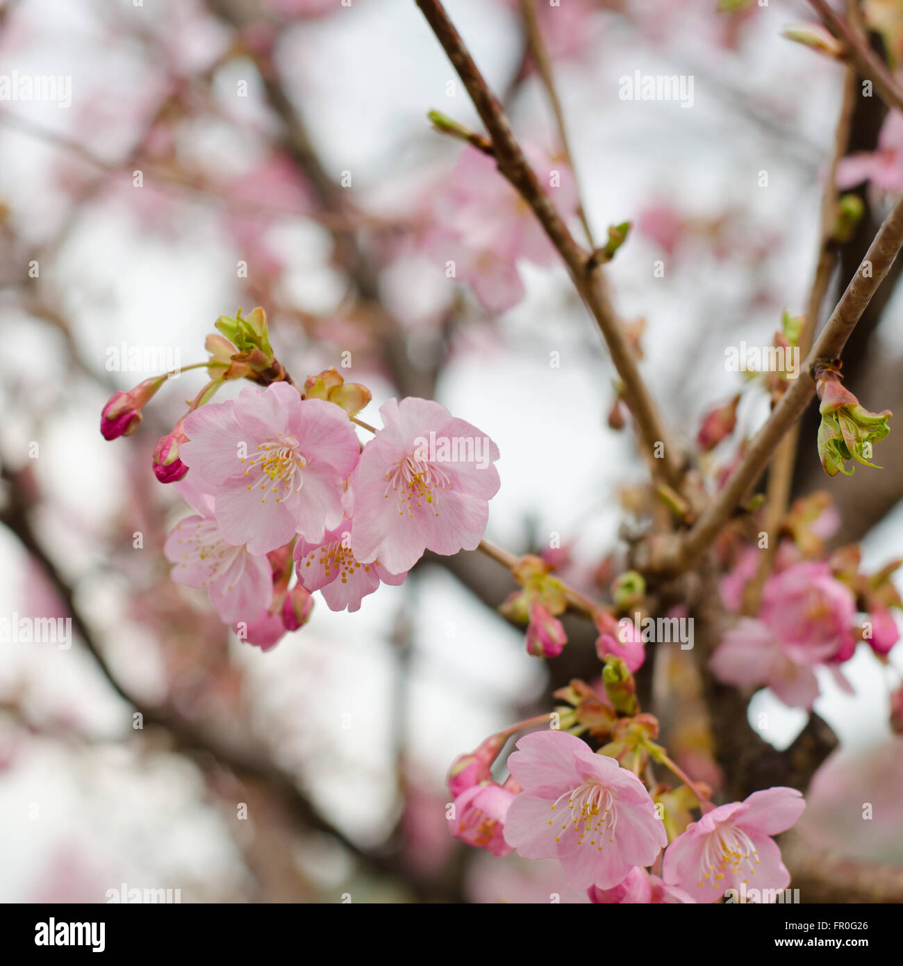 Rosa de los cerezos en flor (Sakura) flor Foto de stock