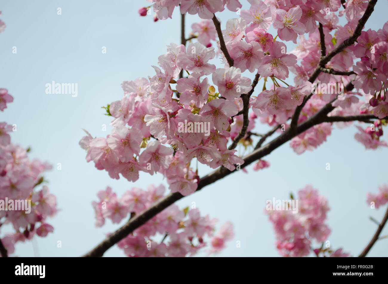 Hermosa rosa ver cerezos en flor (Sakura) flor en plena floración en Japón Foto de stock